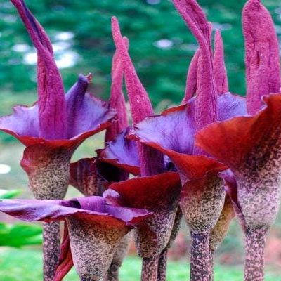 Amorphophallus-konjac